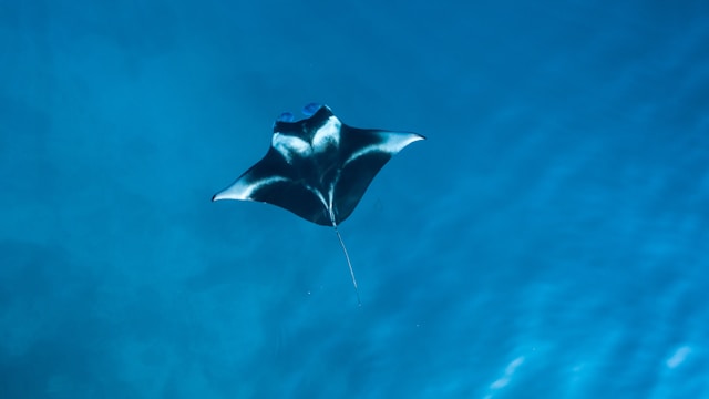 Snorkeling With Mantas
